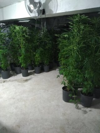 Оранжерия за отглеждане и обработка на марихуана разкриха криминалисти от ОДМВР-Пазарджик