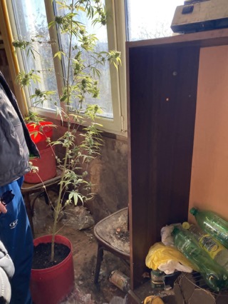 Перничанин е задържан за отглеждане и държане на наркотични вещества