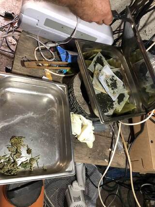 Нива с канабис и нарколаборатория за отглеждане и преработка на марихуана са установени при спецакция на служители от РУ – Радомир