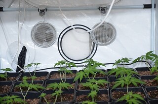 Радомирски криминалисти разкриха лаборатория за отглеждане на марихуана
