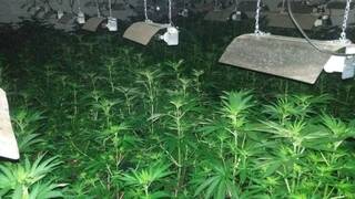 Наркооранжерия за канабис разкриха криминалисти от ОДМВР-Разград