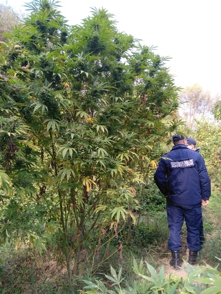 Криминалисти от полицейското управление в Шумен намериха и иззеха огромно количество марихуана 