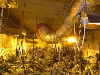 Помещение за отглеждане на канабис, изградено в подземие на частна фирма, е разкрито от служители на ОДМВР-Шумен