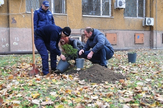Три елхички облагородяват зоната около РУ-Силистра