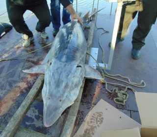 Близо 200-килограмова моруна, обект на бракониерски улов, бе върната във водите на Дунав след съвместна операция на служители от ОДМВР-Силистра и ИАРА