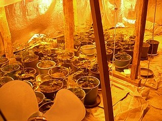 Служители на ТЗ „Борба с организираната престъпност” разкриха домашна оранжерия за канабис в Дулово