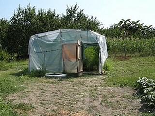 25 канабисови растения са иззети при операция на силистренските криминалисти