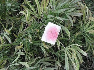 Двама са задържани за отглеждане на канабис при операция на силистренски криминалисти