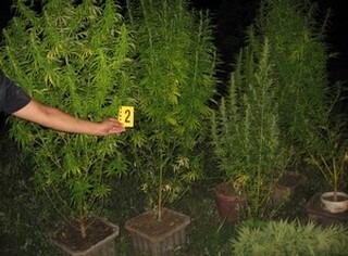 Служители на РУ-Силистра задържаха двама мъже по подозрение в производство и притежание на наркотици