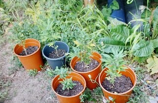 При проверки на пътя – задържани двама водачи, употребили наркотици, още дрога е открита в колите и дома на единия
