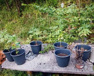При проверки на пътя – задържани двама водачи, употребили наркотици, още дрога е открита в колите и дома на единия