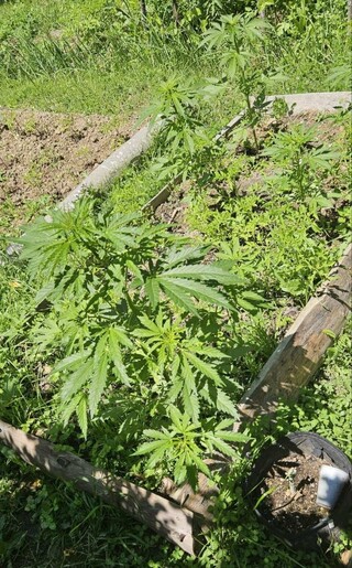 Значително количество наркотици са иззети при полицейски операции в областта