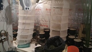 Оборудвана наркооранжерия е разкрита при съвместна операция на служители на ОДМВР-София и Агенция „Митници“