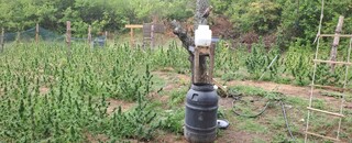 Криминалисти от РУ-Казанлък иззеха над 500 растения от рода на конопа