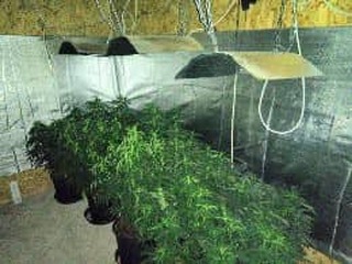 Двама души са задържани в РУ-Попово за отглеждане на марихуана 
