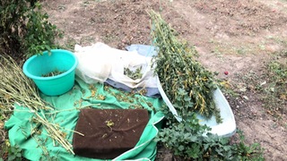 Голямо количество канабис е иззето при спецоперация на служители на ГДБОП във Великотърновско