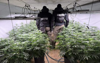ГД „Гранична полиция“ разкри наркооранжерия при специализирана операция