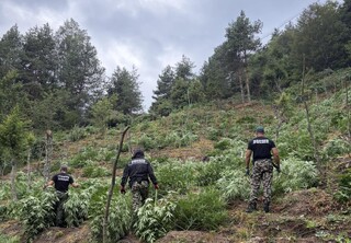 Служители на ГДГП откриха и унищожиха над 3 тона канабис в планините Пирин и Огражден