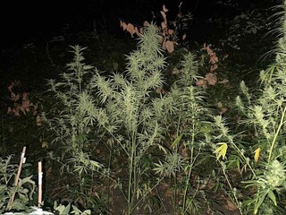 При две полицейски акции на Шесто РУ – СДВР са иззети над 10 килограма марихуана и други наркотици