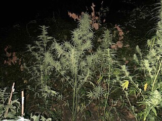 При две полицейски акции на Шесто РУ – СДВР са иззети над 10 килограма марихуана и други наркотици