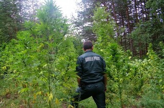 При специализирана операция гранични полицаи откриха над два и половина тона канабис