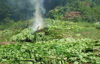 Гранични полицаи от ГПУ-Гоце Делчев откриха и иззеха 600 кг канабис 