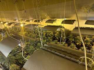 Две наркооранжерии са разкрити при спецоперация на криминалисти от ОДМВР-Варна и ГДНП