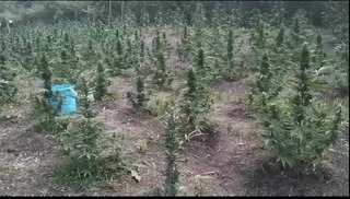 Двама са задържани за отглеждане на канабис в Меричлери