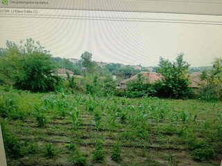Нива със засят и отглеждан канабис изкорениха свиленградските полицаи