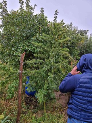 Поредна успешна операция на криминалисти от ОДМВР – Кюстендил, срещу наркопроизводството и наркоразпространението