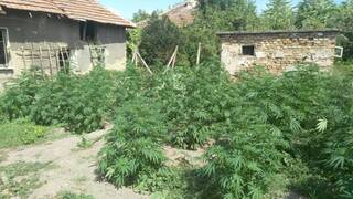 Досъдебно производство е образувано срещу 65-годишен жител на Мокреш за отглеждане на канабис